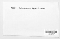 Melampsora hypericorum image